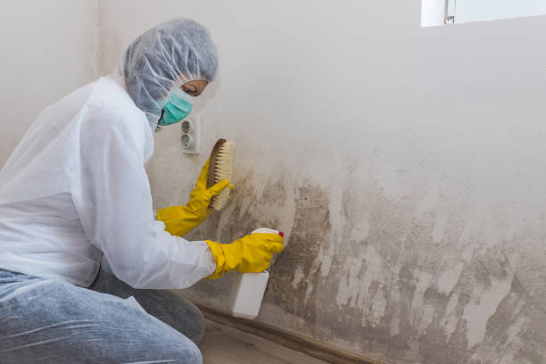 Best HVAC Mold Remediation in Adairsville, GA