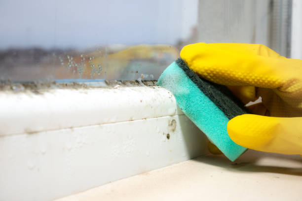 Best Bathroom Mold Remediation in Adairsville, GA